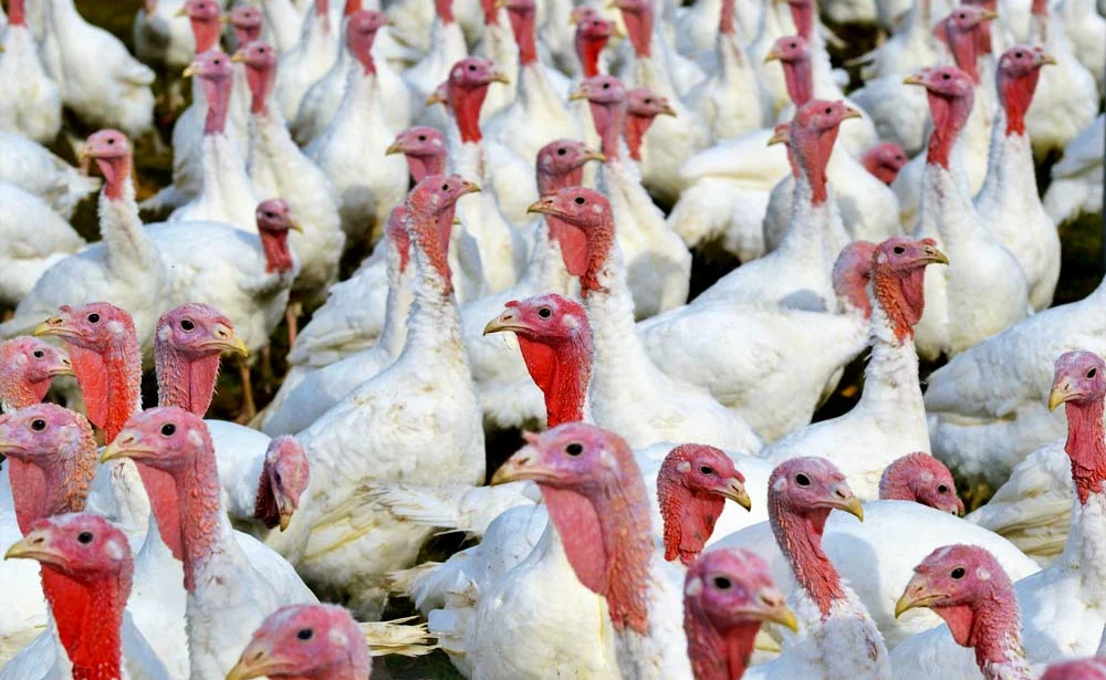influenza aviaire breve - Illustration Influenza aviaire: la France en risque “élevé”