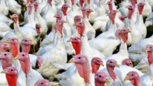 influenza aviaire breve