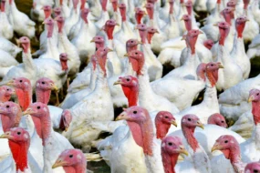 influenza aviaire breve