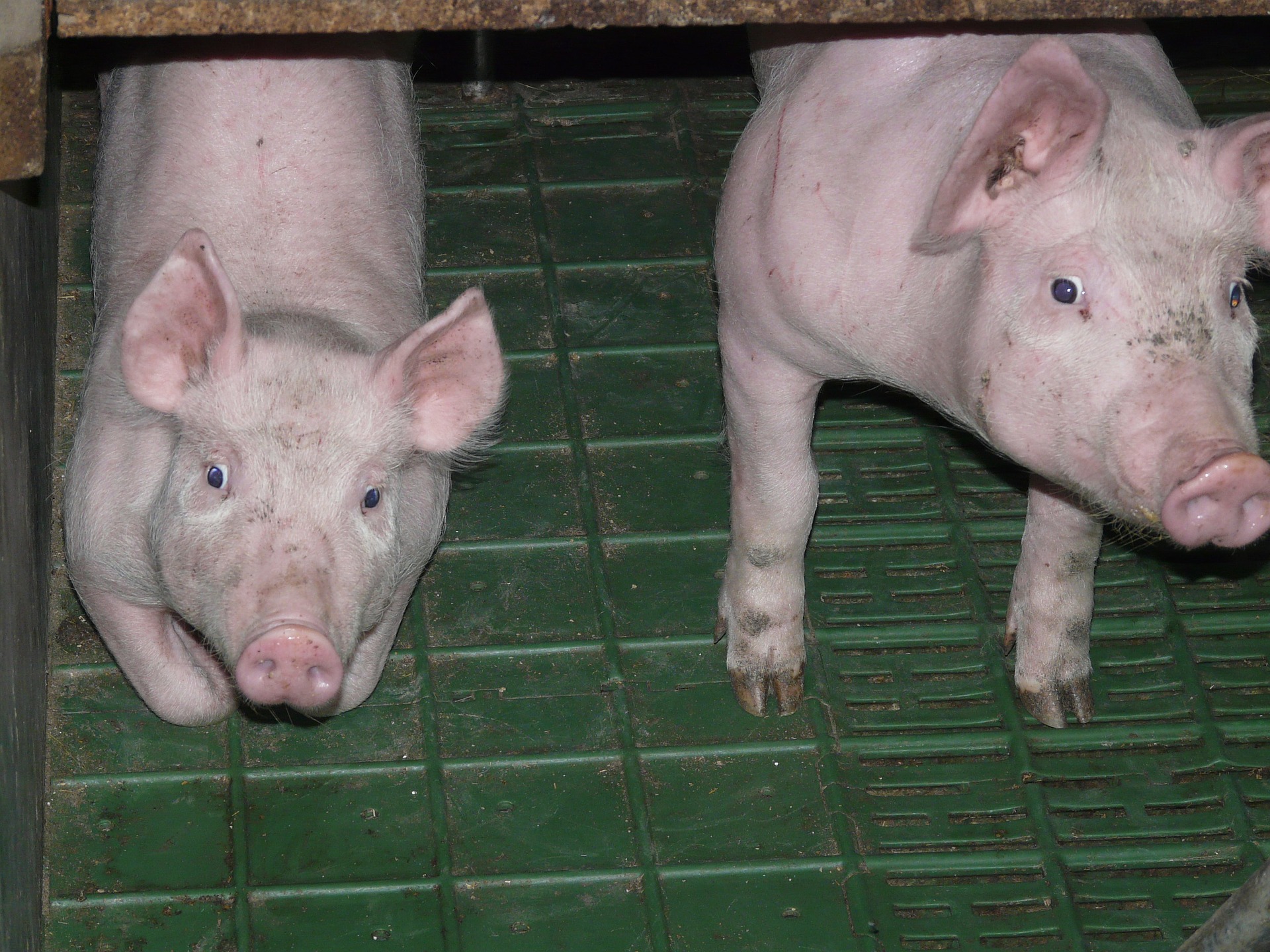 piglet g46d794123 1920