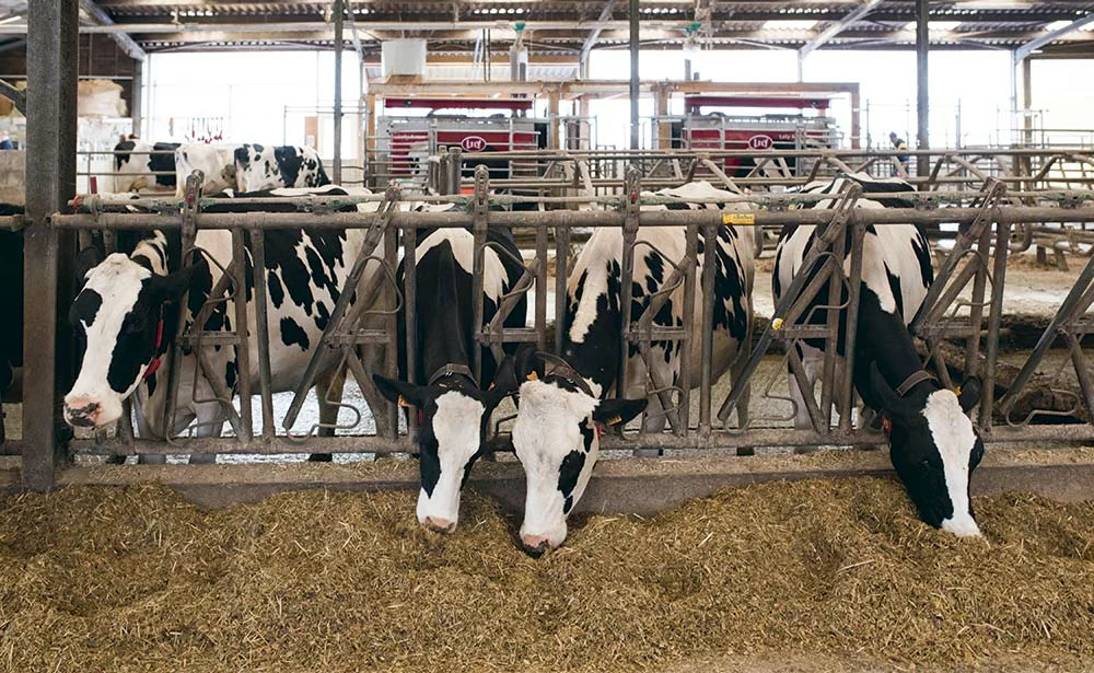 Coût alimentaire des vaches : l'optimiser grâce au maïs fourrage