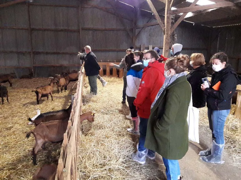 10388.hr - Illustration Chèvres et chevaux, le combo gagnant