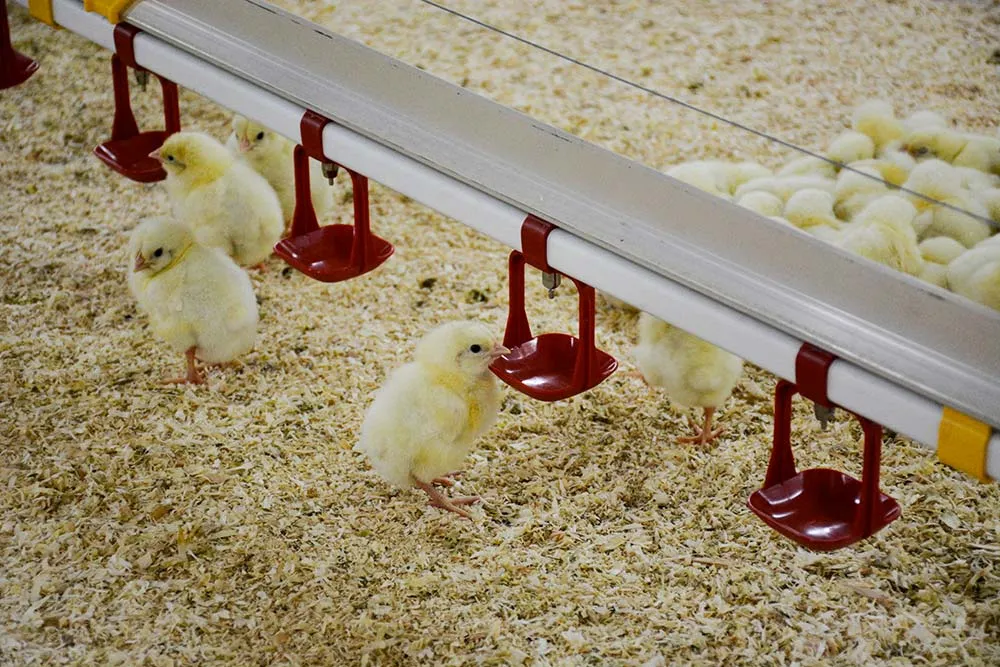 10392.hr - Illustration Aviculture : L’interprofession tire la sonnette d’alarme