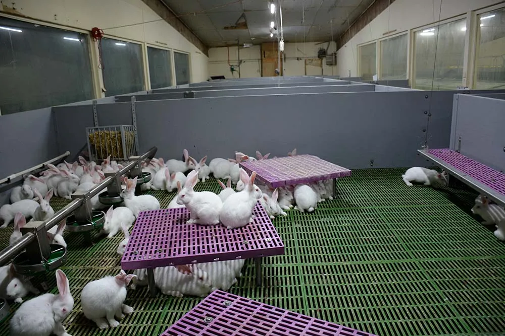 10483.hr - Illustration Bien-être : L’après cage est amorcée en lapin