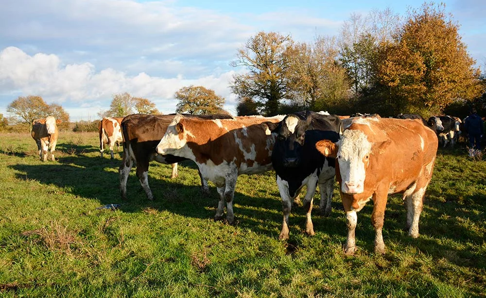 10493.hr - Illustration Du lait mais aussi de la viande avec la Simmental