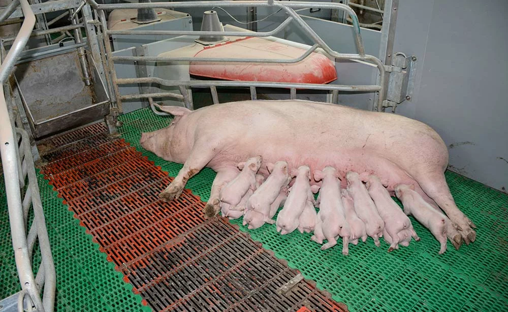 10511.hr - Illustration La fin des truies bloquées en maternité : quel impact économique ?