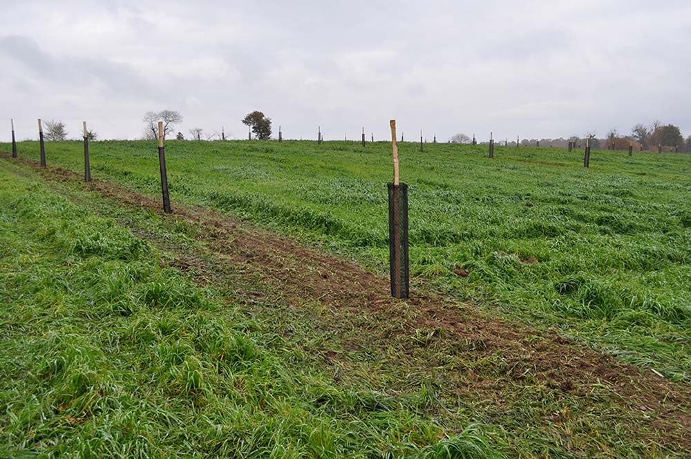 10523.hr - Illustration L’action de replantation de haies primée