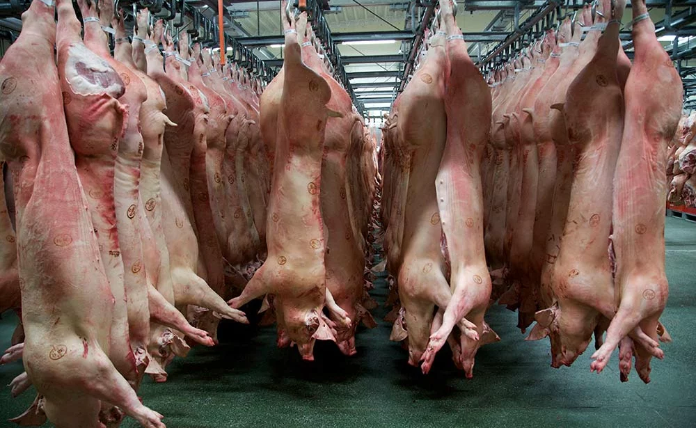 10566.hr - Illustration Peste porcine africaine : Signature de l’accord de zonage avec la Chine