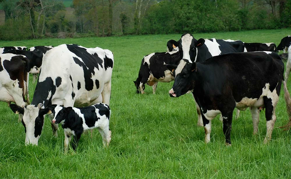 10605.hr - Illustration La CR demande une régulation de la production de lait bio
