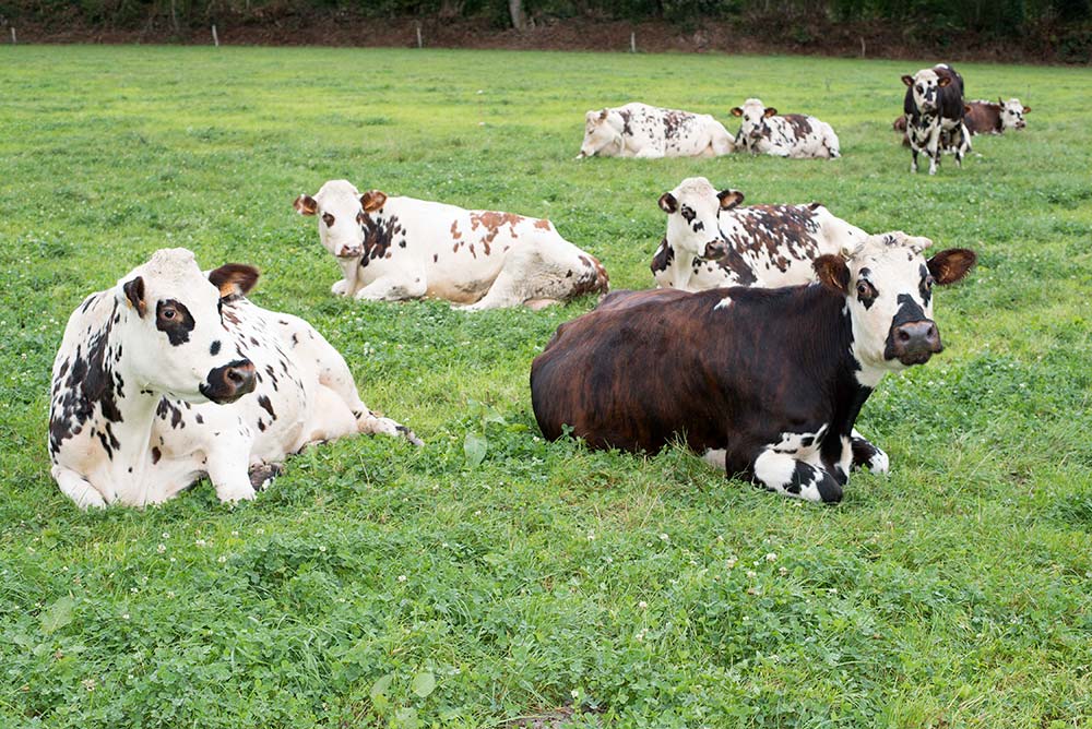 10664.hr - Illustration La transformation pérennise la ferme