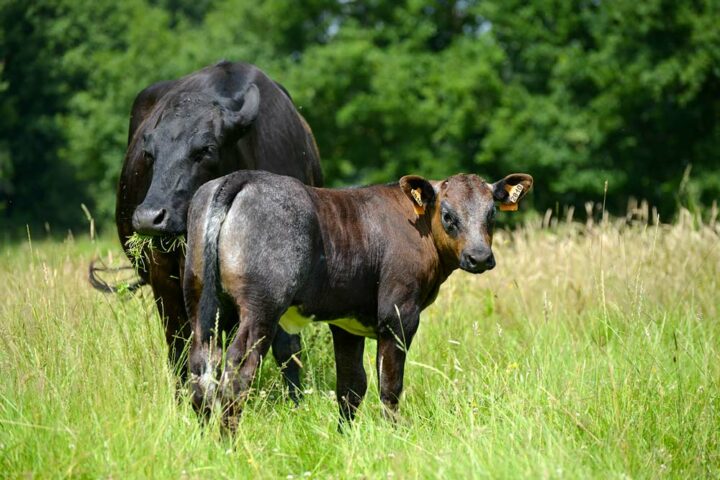 ferme triskell boeuf wagyu