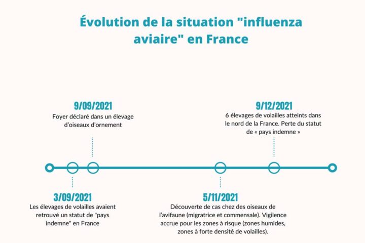 infographie influenza aviaire