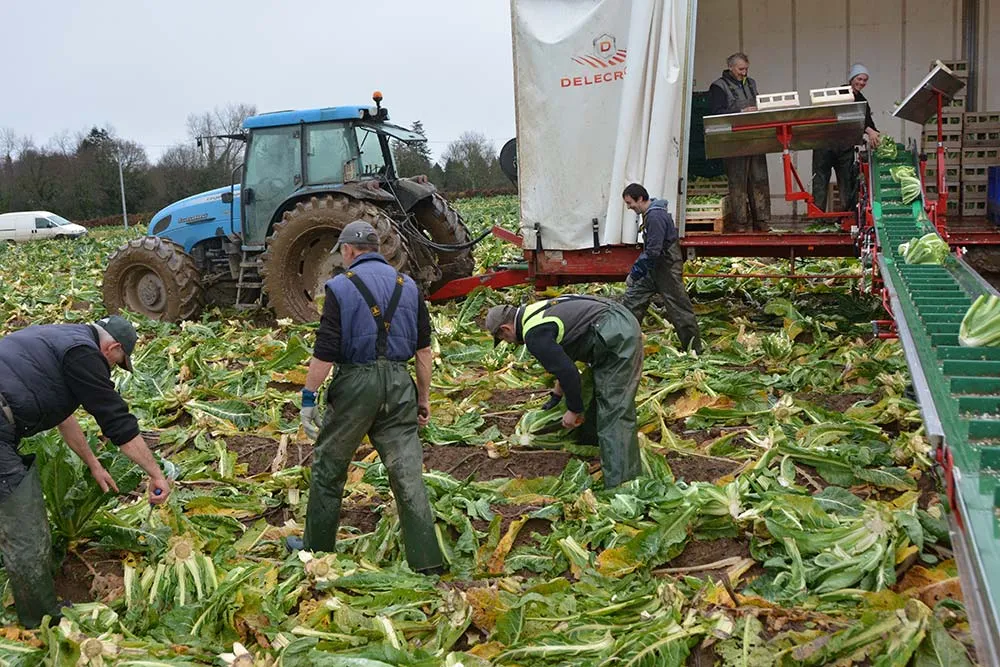10773.hr - Illustration Les choux poussent par temps doux