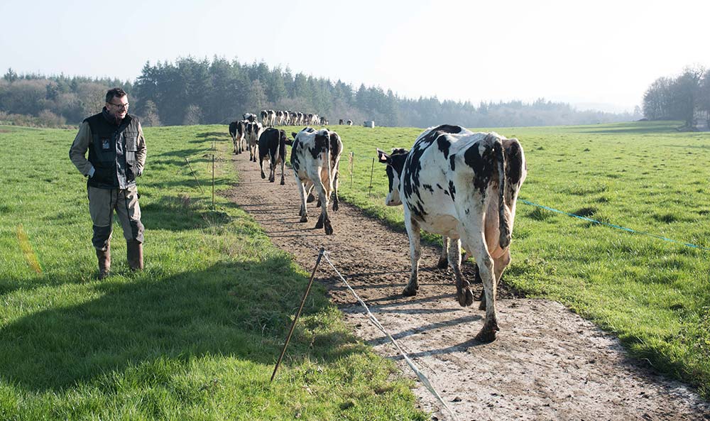 10925.hr - Illustration Après une hécatombe de seimes, les vaches ont retrouvé de l’allant 