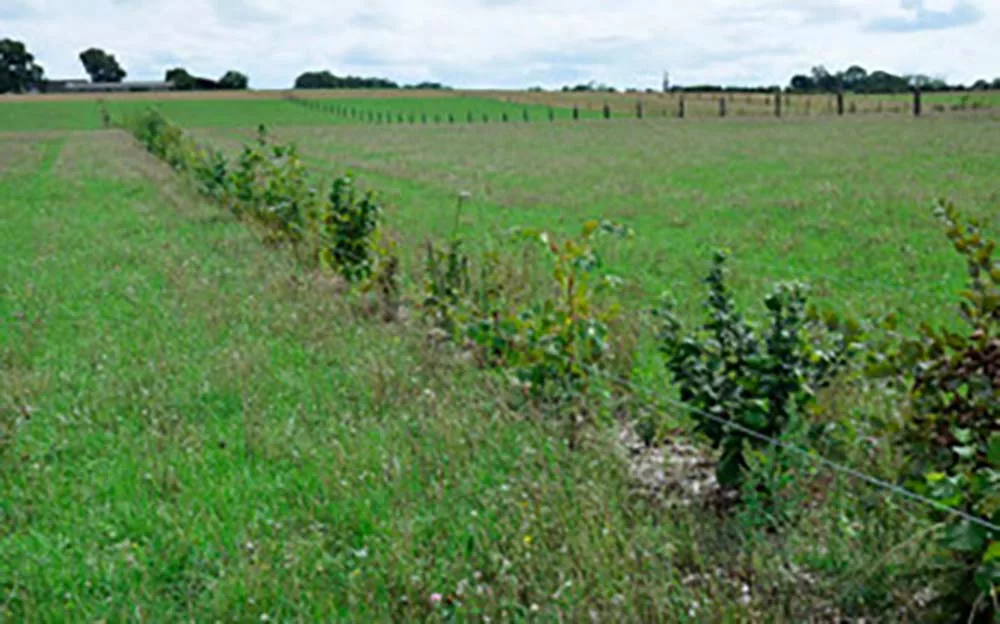 10969.br - Illustration Agroforesterie intraparcellaire