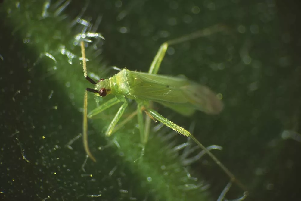 10970.hr - Illustration Insectes ravageurs  : Développer la « guerre de communication »