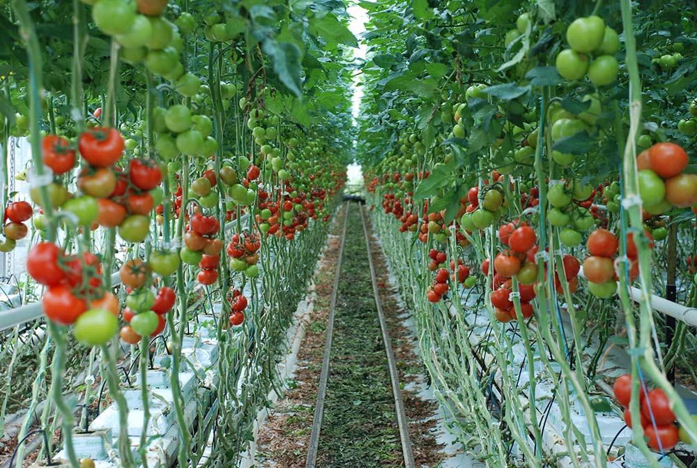 10982.hr - Illustration Solarenn s’engage dans une AOP de mise en marché