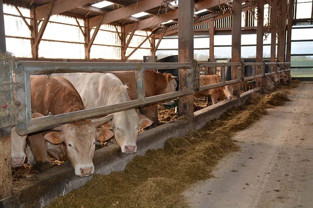 11084.hr - Illustration Une conduite d’engraissement balisée