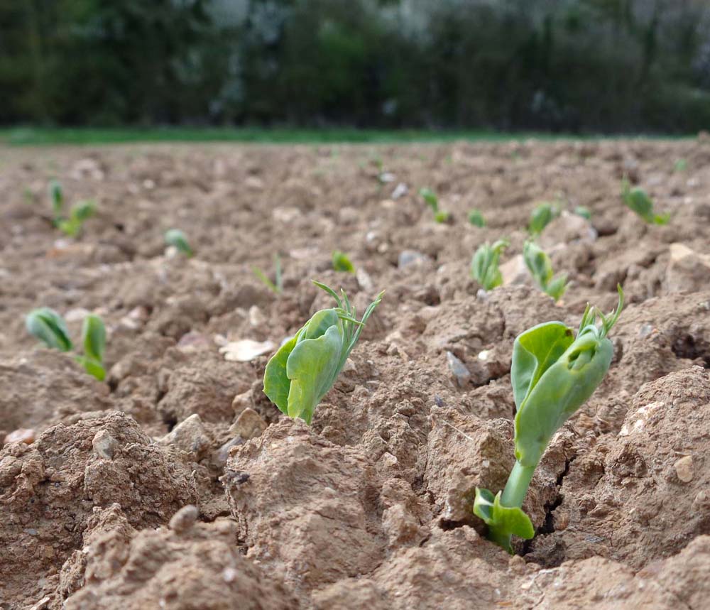 pois levee terresinovia - Illustration Implanter un pois de printemps pour la campagne 2022