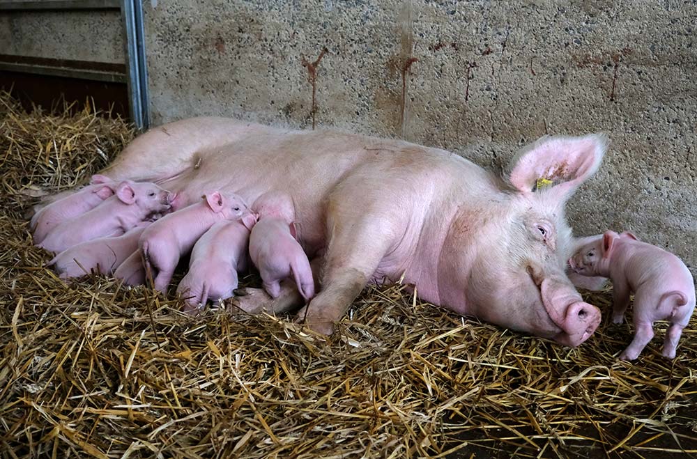 11154.hr - Illustration Et si bien-être animal rimait avec bien-être de l’éleveur ?