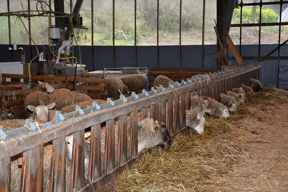 11460.hr - Illustration Ovin : Limiter les aliments à l’auge