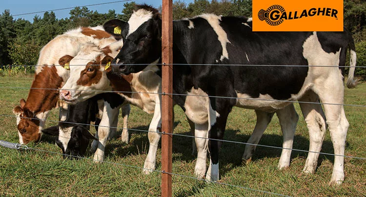 dd image gallagher 1 - Illustration Sécurisez vos vaches avec une bonne clôture !