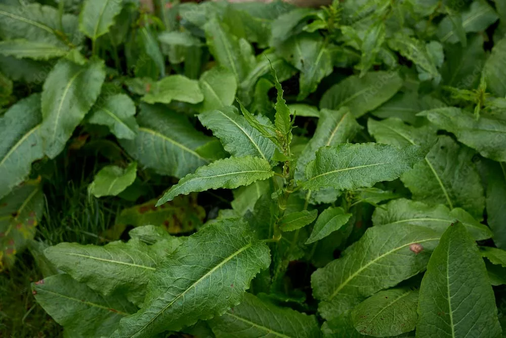 11628.hr - Illustration Un rumex hybride substitut du tourteau de colza