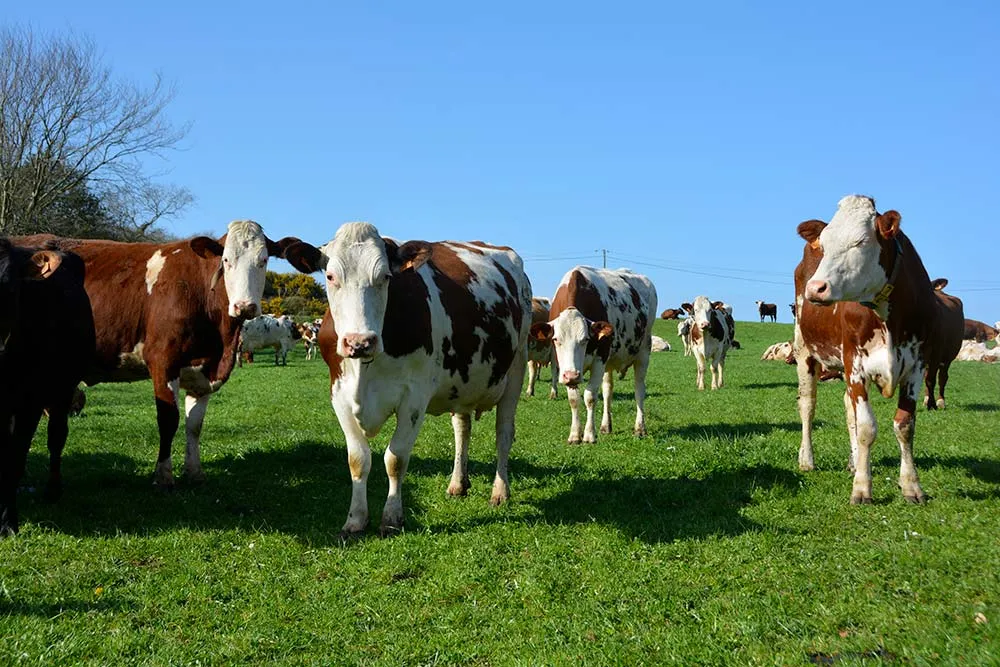 11679.hr - Illustration Un système simple et efficace