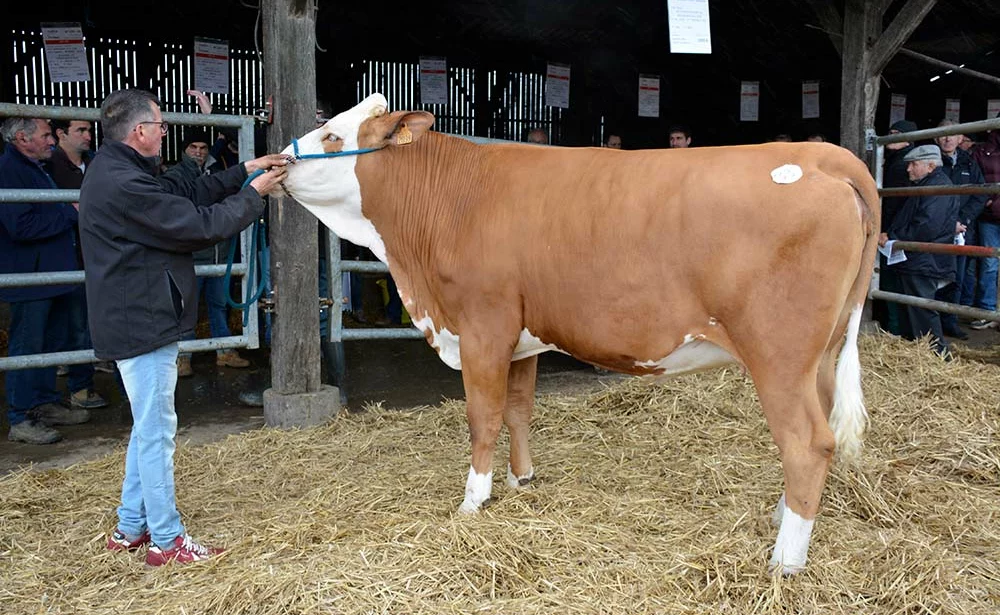 11763.hr - Illustration Un troupeau Simmental vendu aux enchères