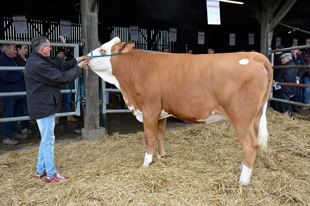 11763.hr - Illustration Un troupeau Simmental vendu aux enchères