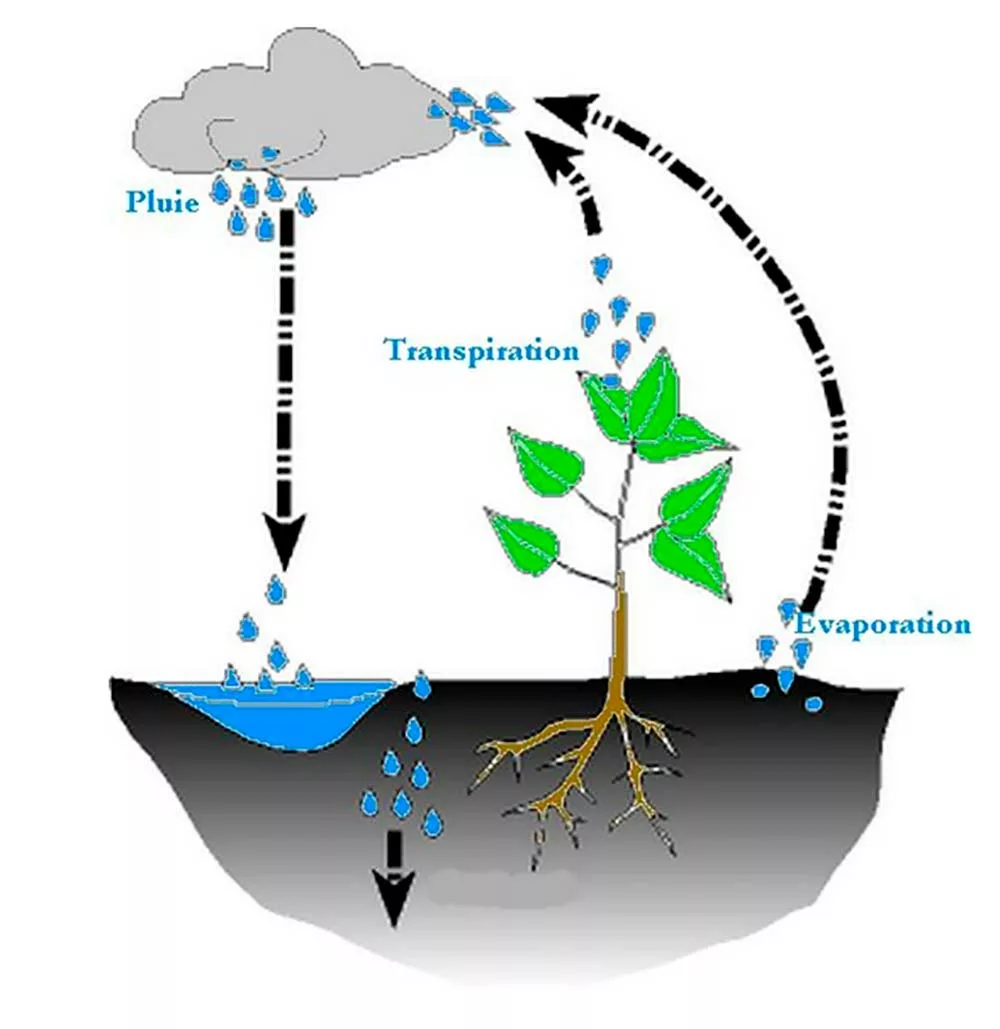 11834.hr - Illustration C’est quoi l’évapotranspiration ?