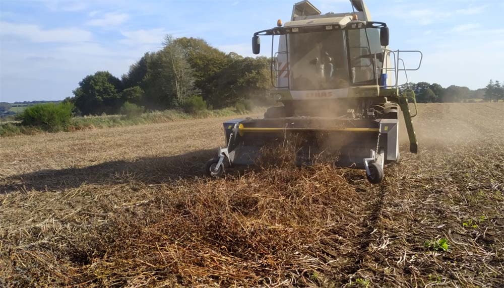 Une moissoneuse-batteuse qui récolte du sarrasin dans un champ. - Illustration Le blé noir breton : une opportunité à saisir en 2022 !