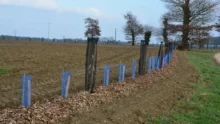 Une jeune haie plantée au bord d'un champ pour protéger la qualité de l'eau.