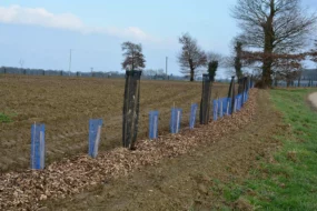 Une jeune haie plantée au bord d'un champ pour protéger la qualité de l'eau.