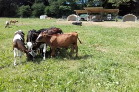 Des veaux bio dans une prairie à Trévarez.