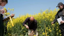 Des agronomes étudiant le sol d'un champ de colza.