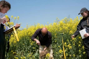 Des agronomes étudiant le sol d'un champ de colza.