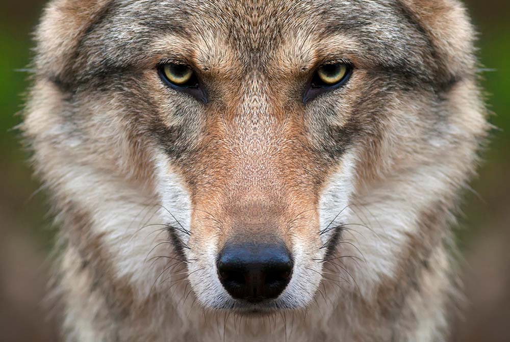12112.hr - Illustration Loup y es-tu ?