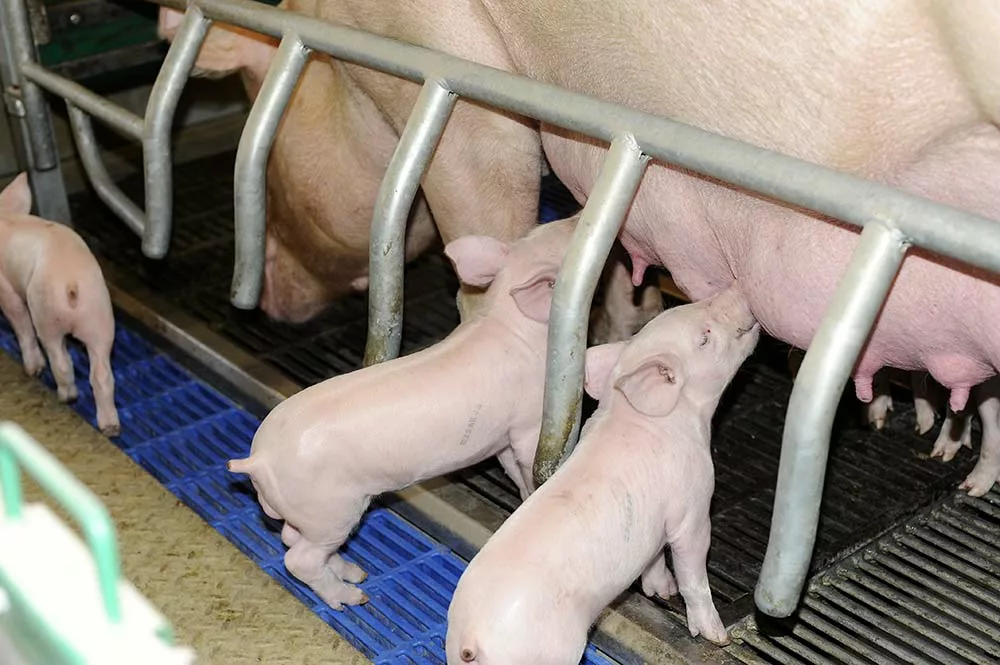12187.hr - Illustration Quel est le rôle du référent bien-être animal ?