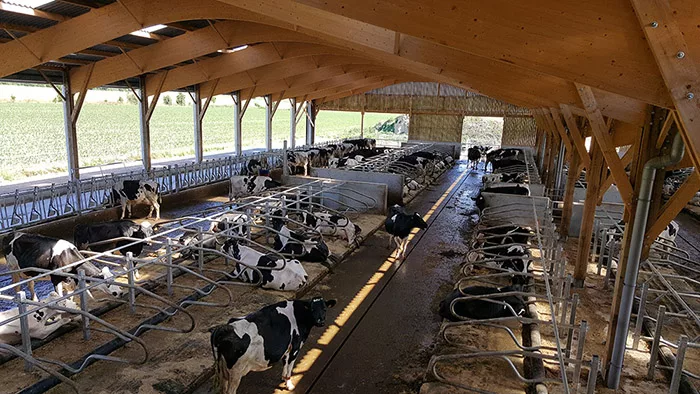 bioret gaec des landelles aquaclim - Illustration Dans les bâtiments nos vaches ont trop chaud !