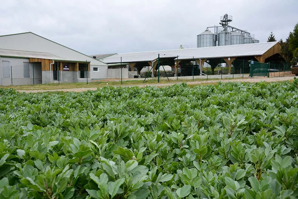 12160.hr - Illustration La féverole dans la ration des charcutiers