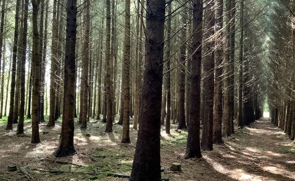 12380.hr - Illustration Défendre la forêt de production