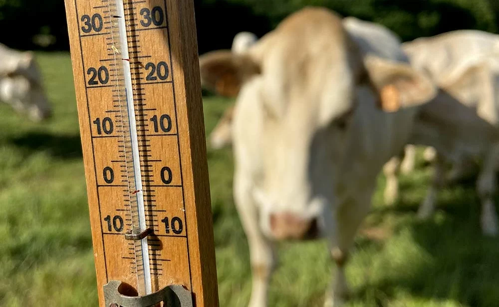 12489.hr - Illustration Coup de chaud, coup d’arrêt