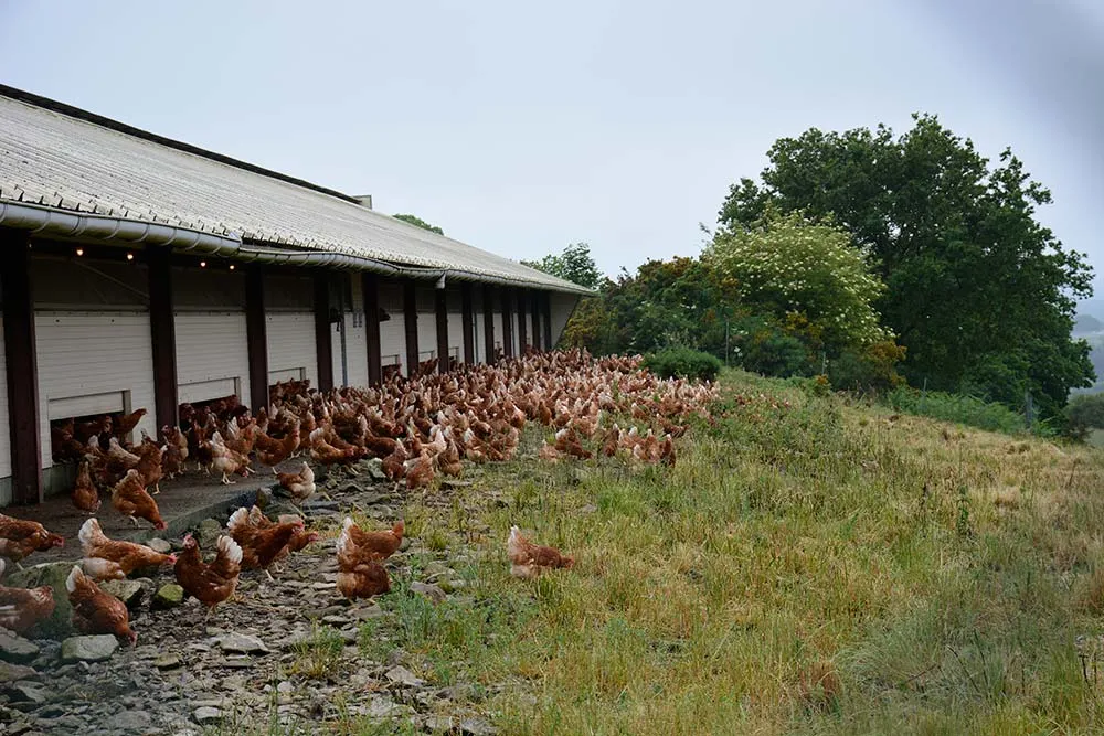 12547.hr - Illustration Une production stable pour les Fermiers d’Argoat