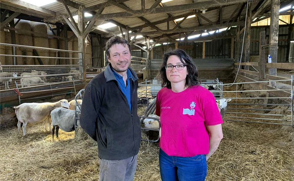 le defi de faire du mouton en bretagne - Illustration Podcast: Le défi de faire du mouton en Bretagne