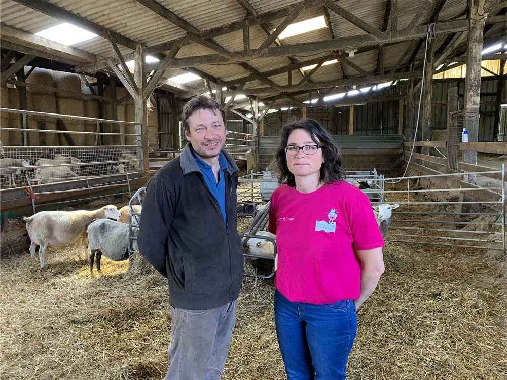le defi de faire du mouton en bretagne - Illustration Le défi de faire du mouton en Bretagne