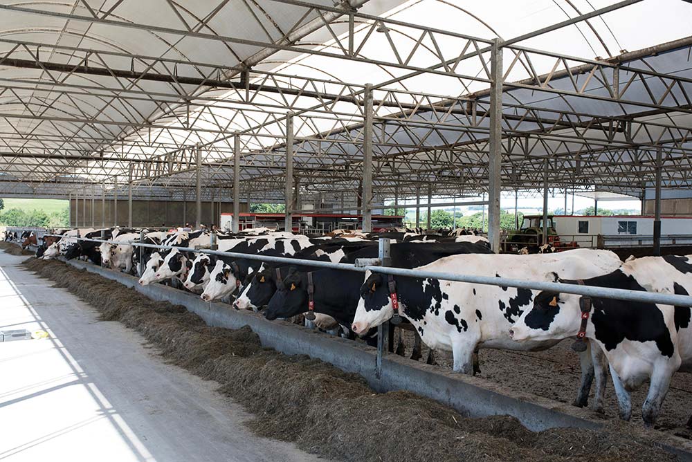 12789.hr - Illustration Produire beaucoup de lait sans ensilage de maïs
