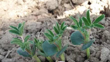 lupinh levee terresinovia