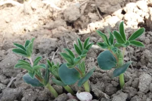 lupinh levee terresinovia