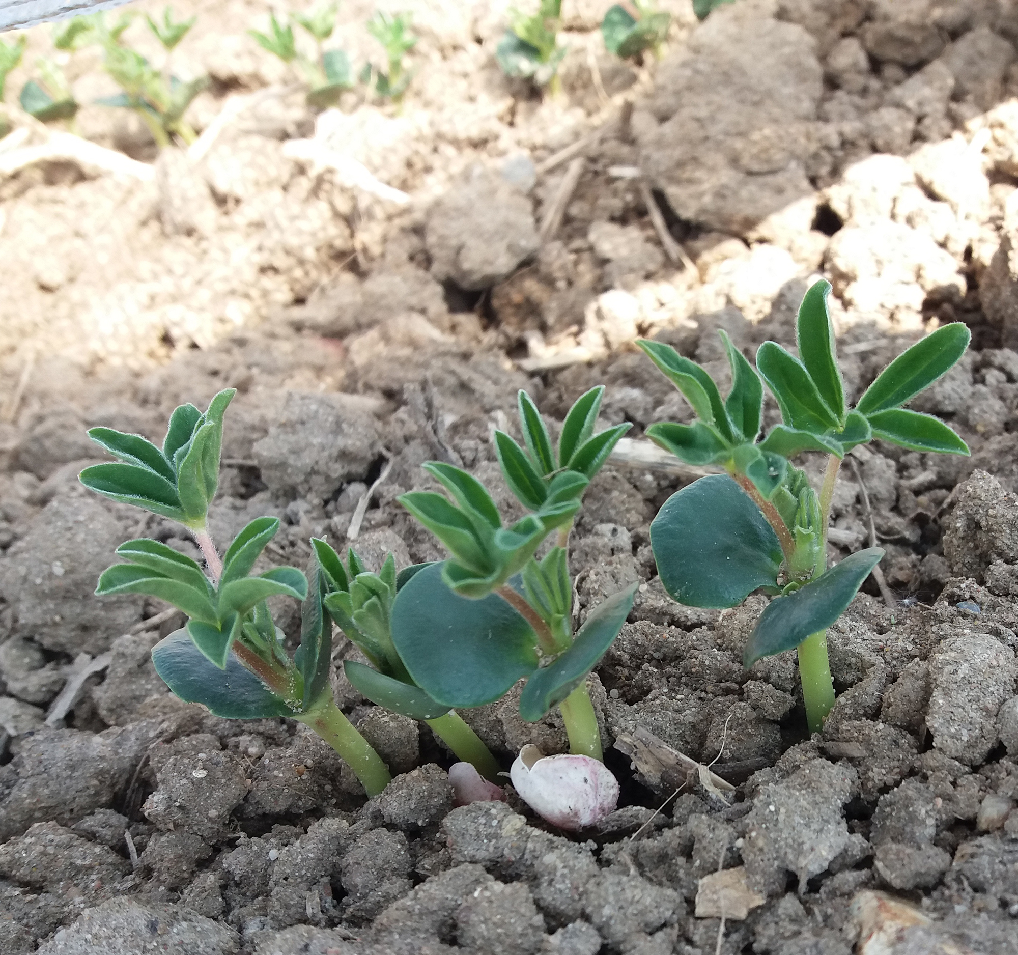 lupinh levee terresinovia